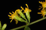 Wreath goldenrod